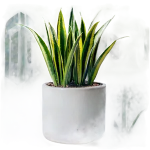 Snake Plant Png 06122024 PNG Image