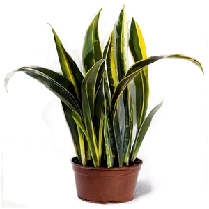 Snake Plant Png 06122024 PNG Image