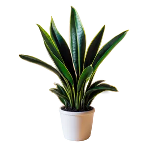 Snake Plant Silhouette Png 91 PNG Image