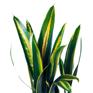 Snake Plant With Dew Png 06122024 PNG Image