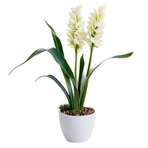 Snake Plant With Flowers Png 06122024 PNG Image