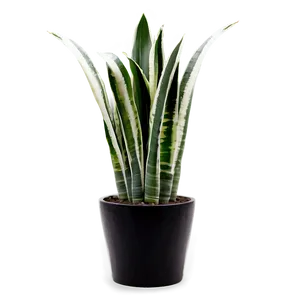 Snake Plant With Long Leaves Png Ilj PNG Image