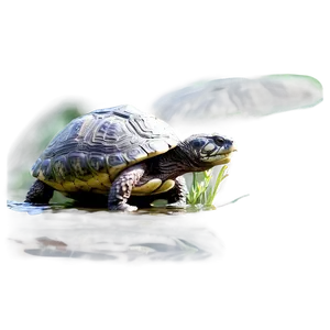 Snapping Turtle Feeding Scene Png Evn81 PNG Image