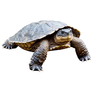 Snapping Turtle In Aquatic Scene Png 06252024 PNG Image