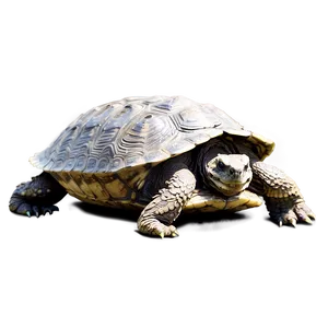 Snapping Turtle In Defensive Position Png Qqk PNG Image