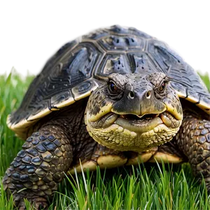 Snapping Turtle In Grass Png Cav PNG Image