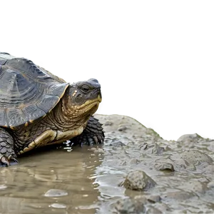 Snapping Turtle In Mud Png Uuk96 PNG Image