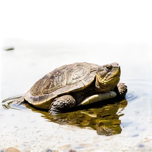 Snapping Turtle In Shallow Water Png Lqb23 PNG Image