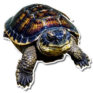 Snapping Turtle In Shallow Water Png Ryl PNG Image