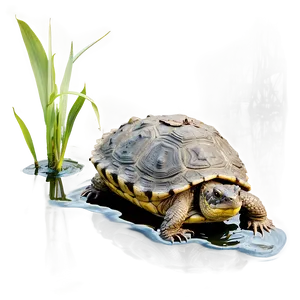 Snapping Turtle In Wetland Environment Png Cep70 PNG Image