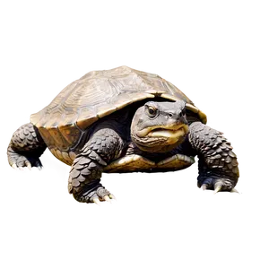 Snapping Turtle Open Mouth Png Cfa PNG Image