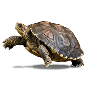 Snapping Turtle Profile View Png 06252024 PNG Image