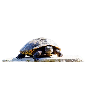 Snapping Turtle Sunbathing On Rock Png Otc PNG Image