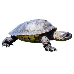 Snapping Turtle Swimming Side View Png 16 PNG Image