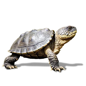 Snapping Turtle Walking On Land Png 06252024 PNG Image