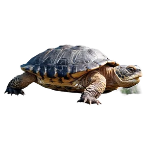 Snapping Turtle With Detailed Scales Png 06252024 PNG Image