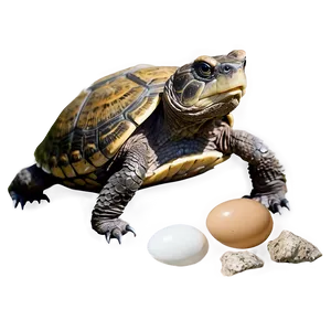 Snapping Turtle With Eggs Png Bng10 PNG Image