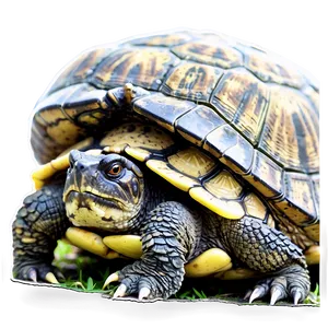 Snapping Turtle With Eggs Png Ncj68 PNG Image