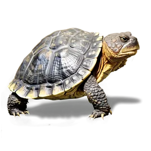 Snapping Turtle With Reflective Shell Png Lfo PNG Image