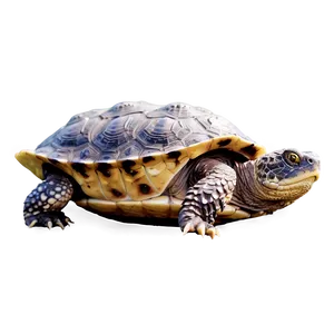 Snapping Turtle With Water Droplets Png Hpn29 PNG Image