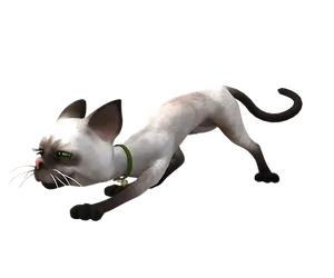 Sneaky White Cat Black Background PNG Image