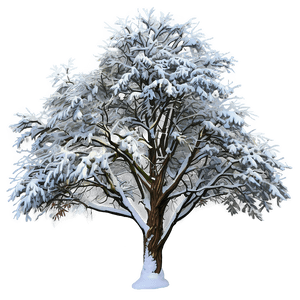 Snow Blanketed Tree PNG udf PNG