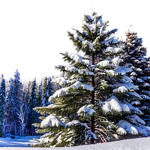 Snow Blanketed Trees Png Urp PNG Image