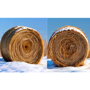 Snow-covered Hay Png Eng PNG Image