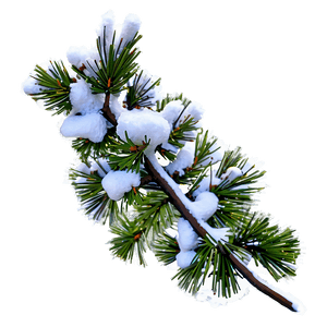 Snow Covered Pine Tree PNG mfg PNG with transparent background