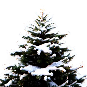 Snow Frosted Christmas Tree Png 64 PNG Image