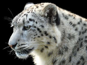Snow Leopard Profile Portrait PNG image with transparent background