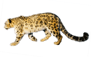 Jaguar Png - Jaguar Transparent Art, Png Download PNG image with transparent background