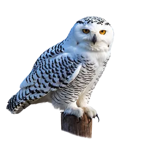 Snowy Owl North Pole Png 06122024 PNG Image