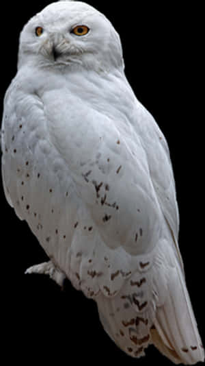 Snowy_ Owl_ Perched PNG image with transparent background