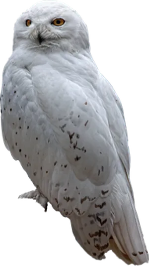 Snowy_ Owl_ Perched PNG Image