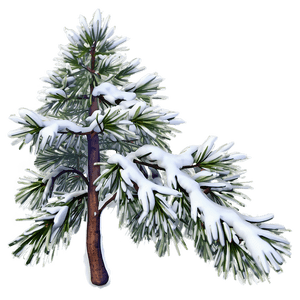 Snowy Pine Tree PNG uem77 PNG