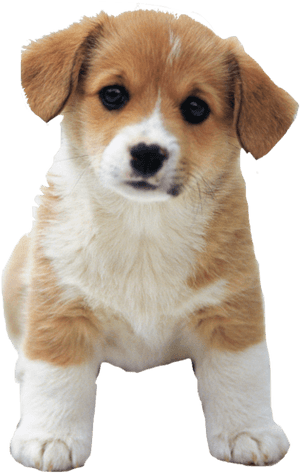 So Cute Puppies Image - Puppy Png, Transparent Png PNG image with transparent background