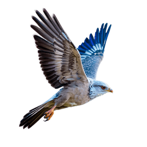 Soaring Bird Flight PNG 06252024 PNG with transparent background