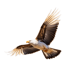 Soaring Bird Flight PNG 28 PNG with transparent background