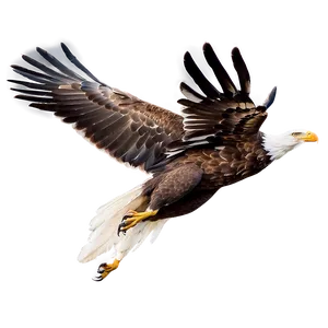 Soaring Eagle Flying Png Dll47 PNG Image