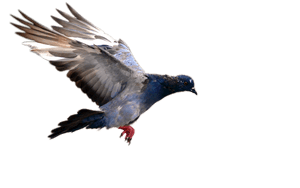 Soaring Pigeonin Flight PNG image with transparent background