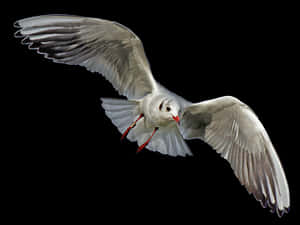 Soaring Seagull Black Background PNG with transparent background