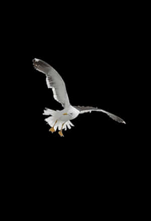 Soaring Seagull Black Background PNG with transparent background
