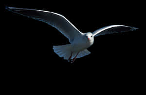 Soaring Seagull Black Background.jpg PNG with transparent background