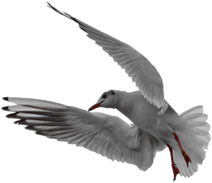 Seagull, Flight, Isolated, In Flight, Bird, Flying - Möwe Png, Transparent Png PNG image with transparent background