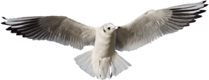#bird #flying #seagull - European Herring Gull, HD Png Download PNG image with transparent background
