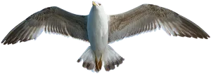 Soaring Seagull Transparent Background PNG Image