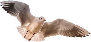 Gull, Sea, Bird, Wing - Birds Flying Towards You, HD Png Download PNG image with transparent background