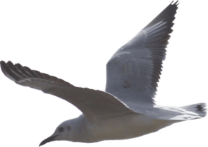 Gulls Png Background Image - Seagull Png, Transparent Png PNG image with transparent background