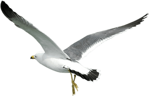 #gull #gulls #seagulls #seagull #flying #birds #bird - Transparent Seagulls Flying Png, Png Download PNG image with transparent background